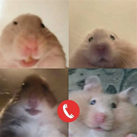 funny hamster pictures meme